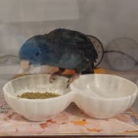 マルちゃんたくさん食べてました