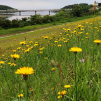 雄物川土手の花