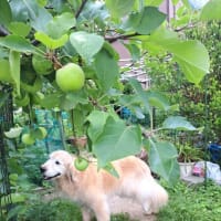 リンゴも大きくなってるよ　孫ちゃんとライン電話　２５．６/２５