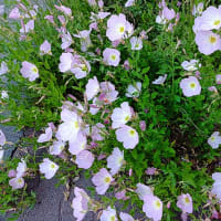 市民農園の黄色い花