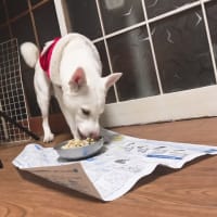犬用スリング 作り方 わんわんライフ 犬用スリング 作り方 わんわんライフ