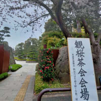 観桜茶会