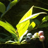 季節の味　ブルーベリー