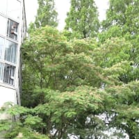 農業文化園・戸田川緑地　ジャカランダ開花とネムノキ＆あじさいも✊👊