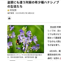 「まぼろしの花」と言われる ハナシノブは やはり神秘的