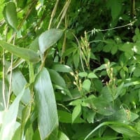 花立峠・登山道沿いの花　2025/06/21