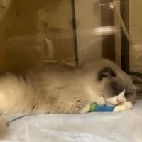 2023年5月8日　愛猫が永眠致しました