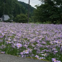 自然観察をしながら歩く山の楽しさ。京都の山里「久多」で活動する「ビーバーの山の会」
