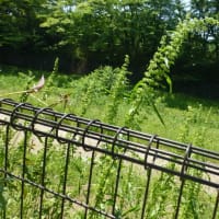 ギシギシ - 野川公園自然観察園