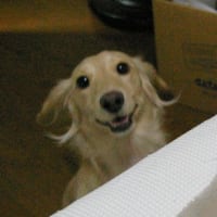 お久しぶりでございます プラム事件の報告です 犬バカ日誌 お久しぶりでございます プラム事件の報告です 犬バカ日誌