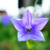 キキョウ、オミナエシの花と茄子の実（足立区都市農業公園 2025.7.6 撮影）