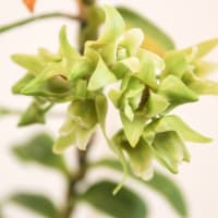 キバナノセッコク　花変わり品種の紹介