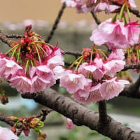 2022 熱海桜in 糸川沿い　冬桜