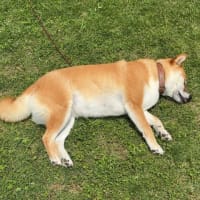 芝生で日光浴をするわんこのメリットは？