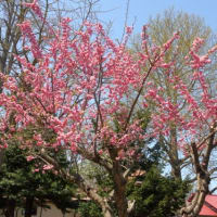 岩内町にドライブ2)岩内神社