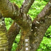 猿橋公園の藤と緑色の桜～大月市