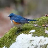 06/20探鳥記録写真：２０２５年１月に出会った鳥たち①