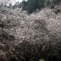 同窓会