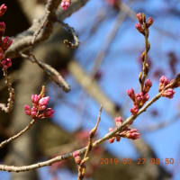 ・・・鰐塚の桜・・・