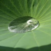 上野不忍池　ハスの葉に輝く水玉　　　5
