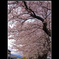 桜も終わりましたね