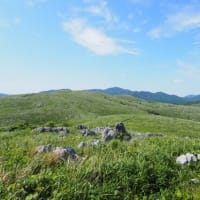 秋吉台に生きる野草