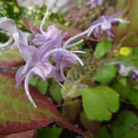 イカリソウ　白と紫の2種