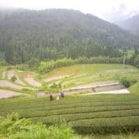 the tea garden in Kochi Pref..茶畑と8月の予定