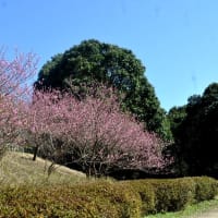 神奈川県四季の森公園