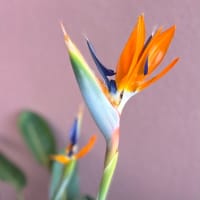 ストレリチアの開花