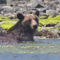 北海道で出会った鳥たち❾‼️    2025.6.22〜6.27    撮影
