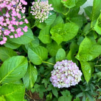 小さな庭に咲く紫陽花