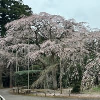 長光寺の枝垂れ桜