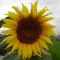 シニア学院祭に向けて