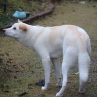 ブログ変更