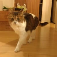 ネコの日。