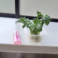 爽やかぁーーー