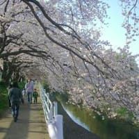おでんサミットと平塚の桜