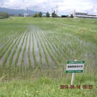 上伊那田んぼの生き物調査