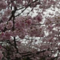 錦町公園の桜
