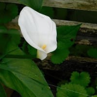 コンニャクの花　広がった花　ポピーとミヤコワスレ　ヤマボウシ　椿の実（？）