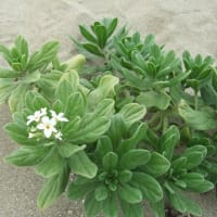 稲佐の浜の花