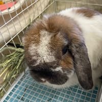 お客様のうさちゃん達☆GW前のウサちゃん達。その2