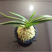 富貴蘭に魅せられて（駿河牡丹）