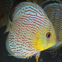 What A Wonderful Wild Caught Discus "Upper Tefe River Royal Green " 