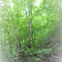 思い出の大きな樹々