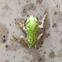 エサ不足