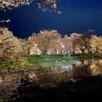 さくら咲く弘前城、と函館と、松前と、そして