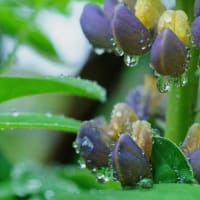 ●我が家の５月の花（9）　パステルアリウム・ロゼア　ルピナス　雨のしずく