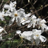 2024年4月20日(土)　[高島]武奈ヶ嶽、もうひとつの「ぶながたけ」は春の花がいっぱい!!
